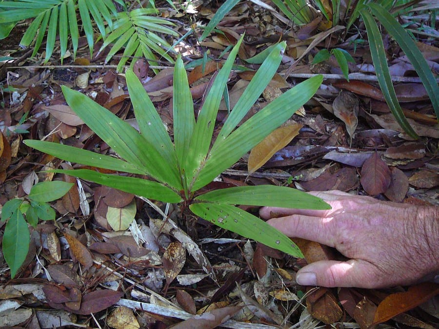 Dypsis minuta: la palmera enana de Madagascar y su cultivo