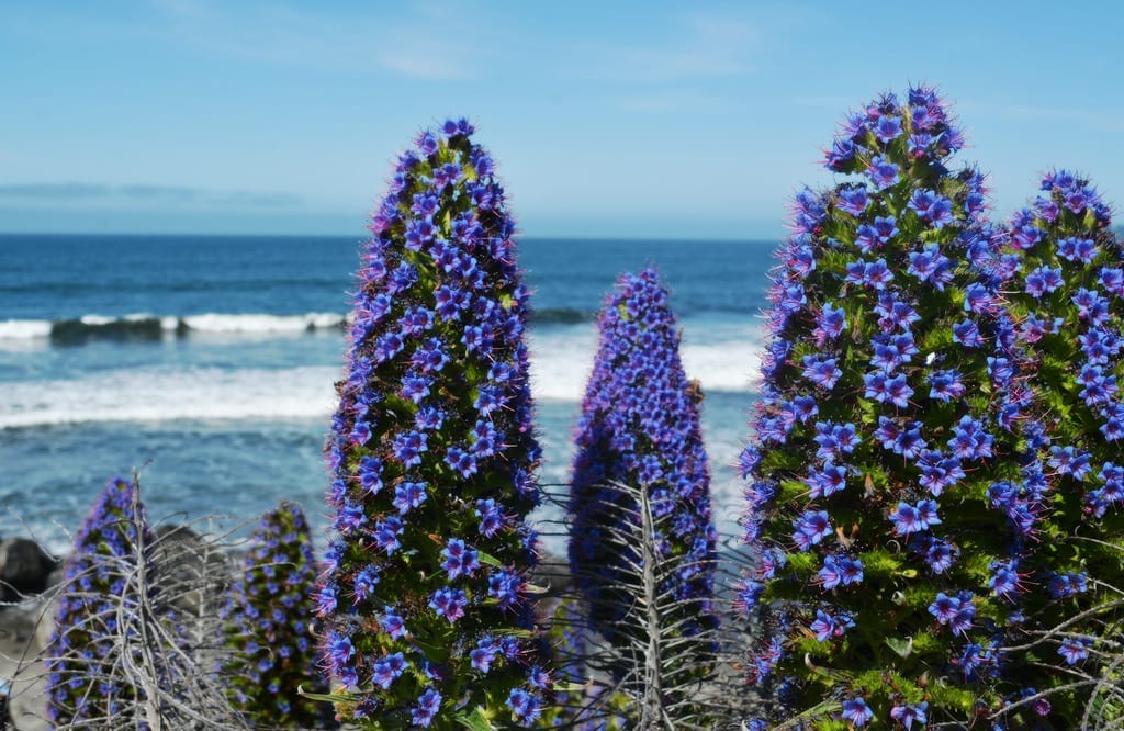 Echium fastuosum o candicans: cultivo, poda y avisos