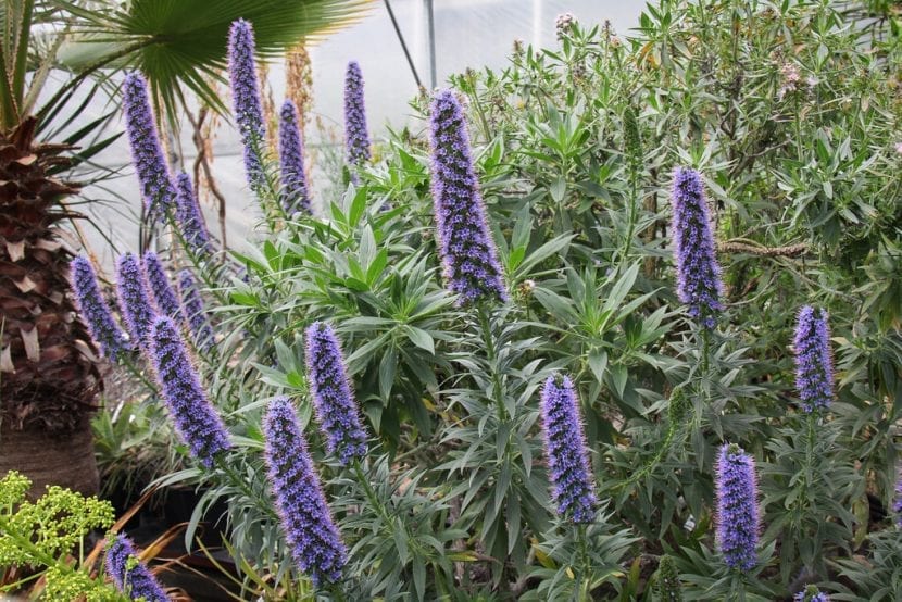 Echium fastuosum en plena floración con sus espigas azul violeta