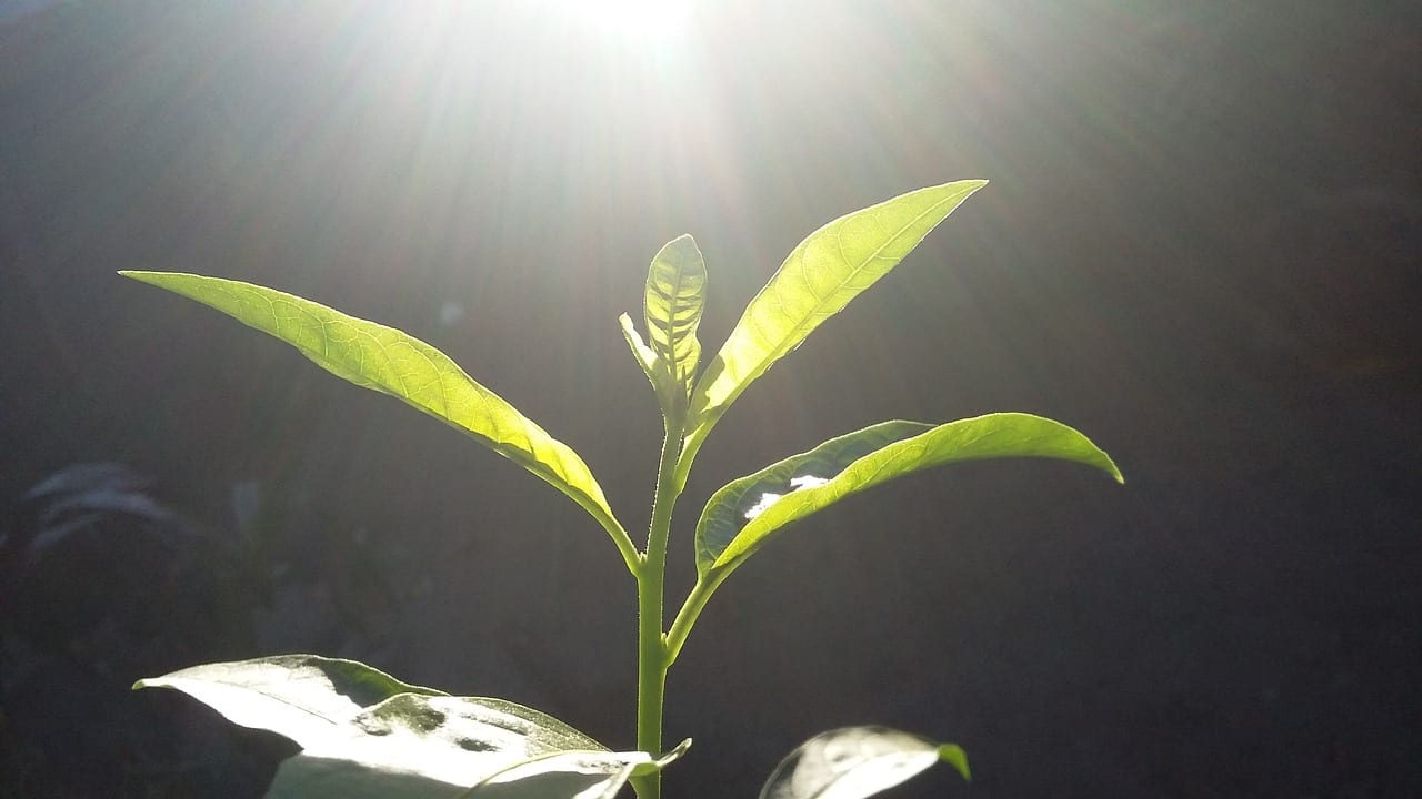Insolación en las plantas: síntomas, causas y prevención