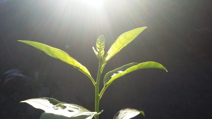 Planta cultivada a pleno sol en verano