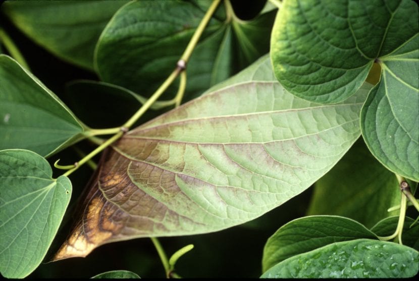 Planta con las hojas quemadas por el sol