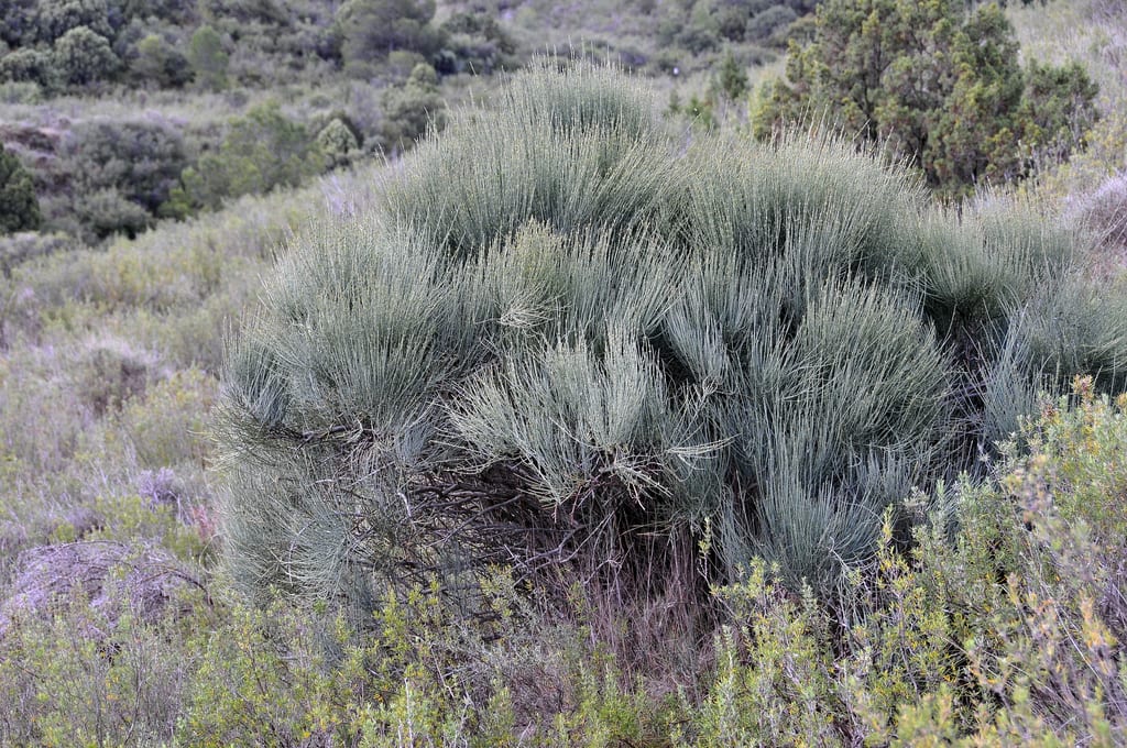 Ephedra fragilis: cultivo, cuidados y advertencias