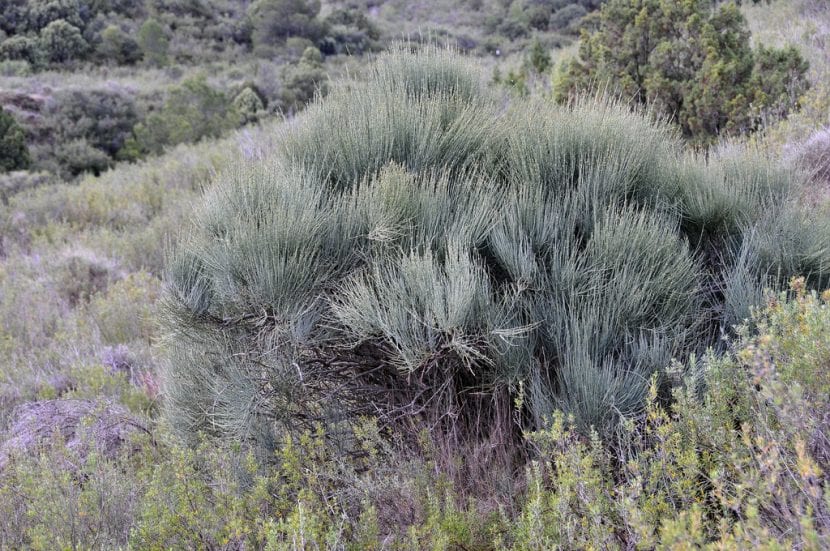 Mata de Ephedra fragilis con sus tallos verdes articulados
