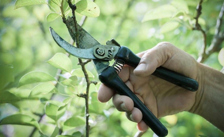 Poda de un arbusto con tijera de mano