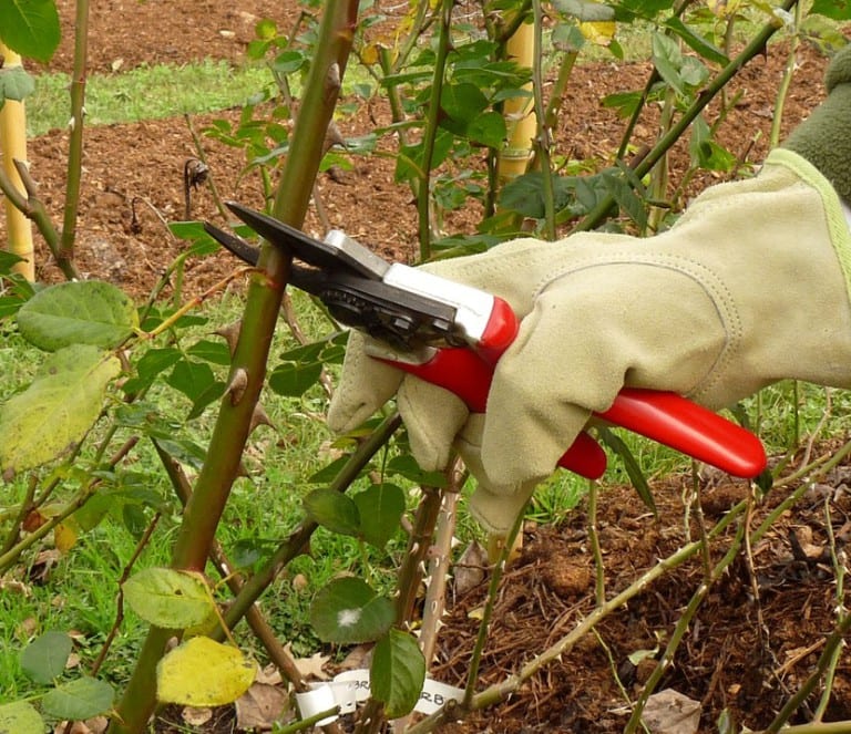 Poda de rosales en invierno