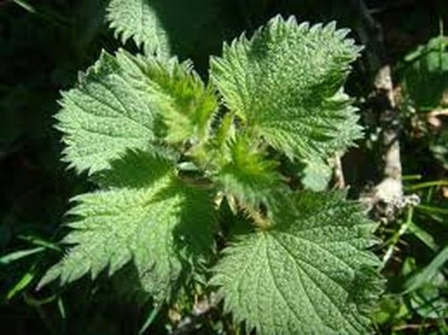 Cultivar ortiga en el huerto: guía práctica