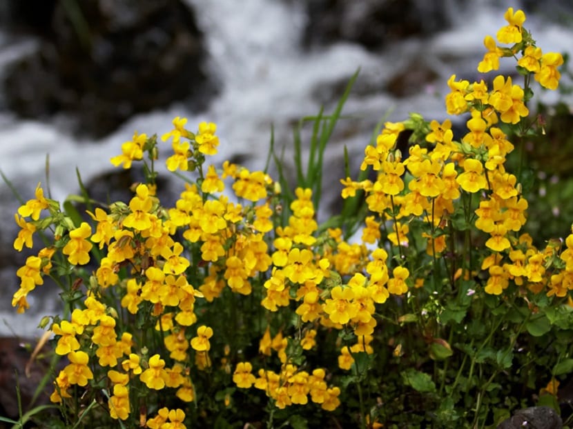 Flores de Mimulus con garganta moteada