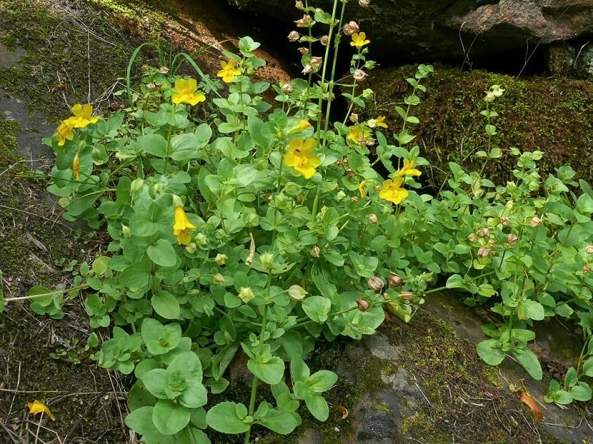 Mimulus creciendo en su ecosistema natural junto al agua