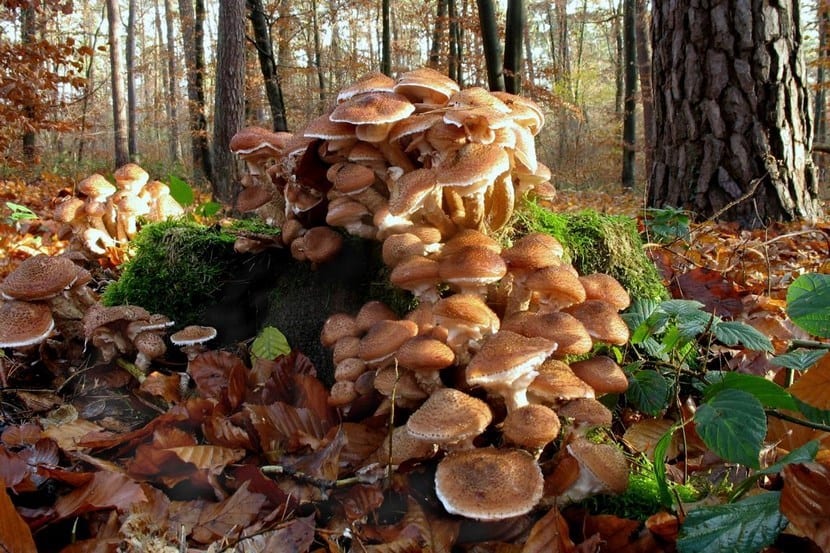 Armillaria de Oregón: el organismo más grande del planeta