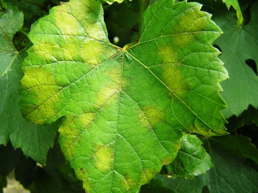 Hojas de vid afectadas por mildiu con manchas de aceite
