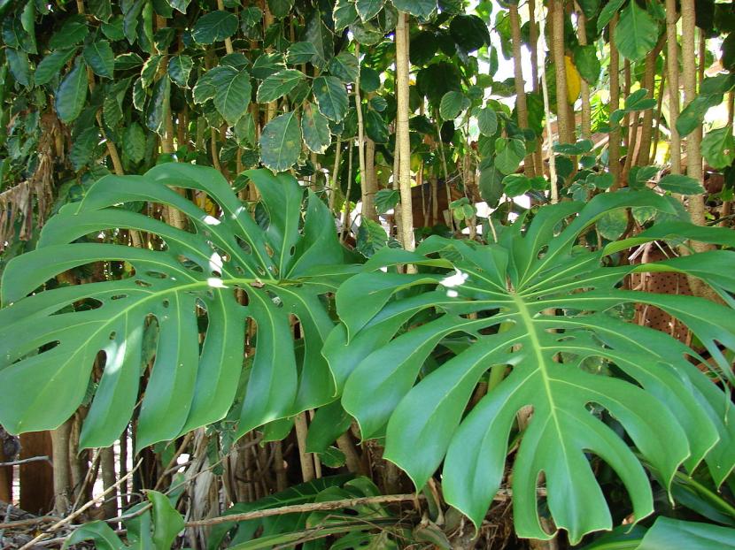 Monstera deliciosa de interior en invierno