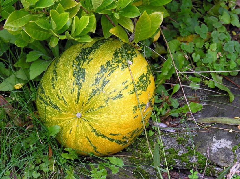 Fruto maduro de Cucurbita maxima
