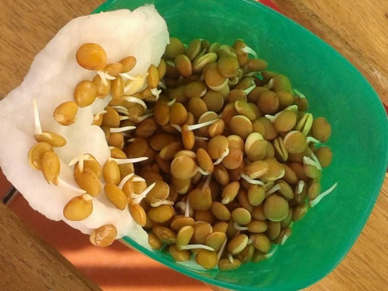 Lentejas germinadas para preparar enraizante casero