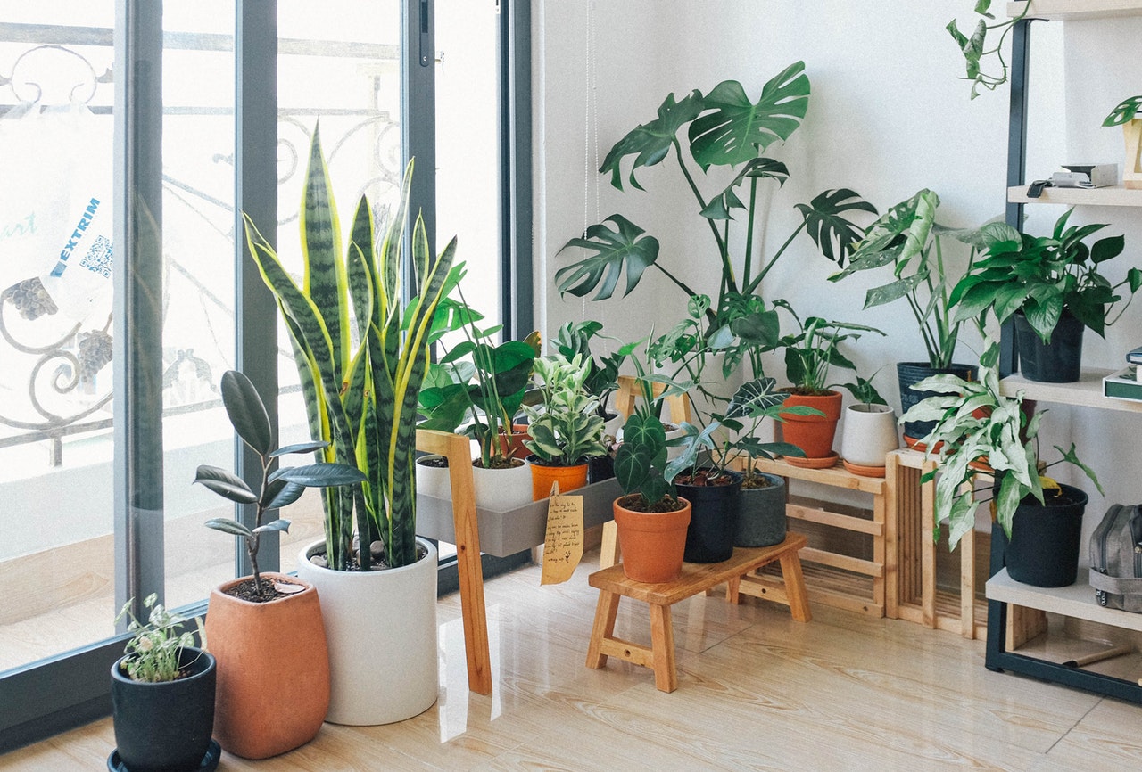 Errores de cultivo en interiores y cómo corregirlos