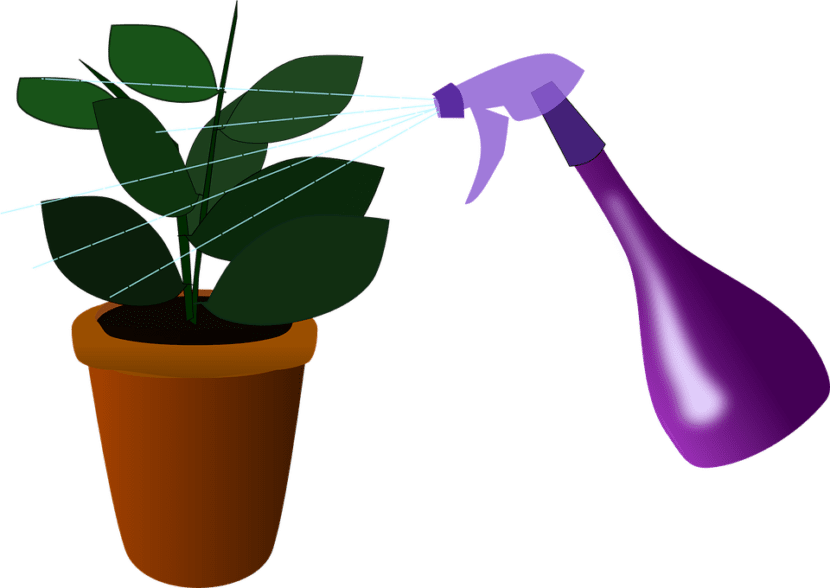 Pulverizando las hojas de una planta de interior