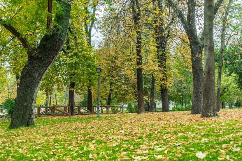 Árboles y arbustos plantados en un jardín