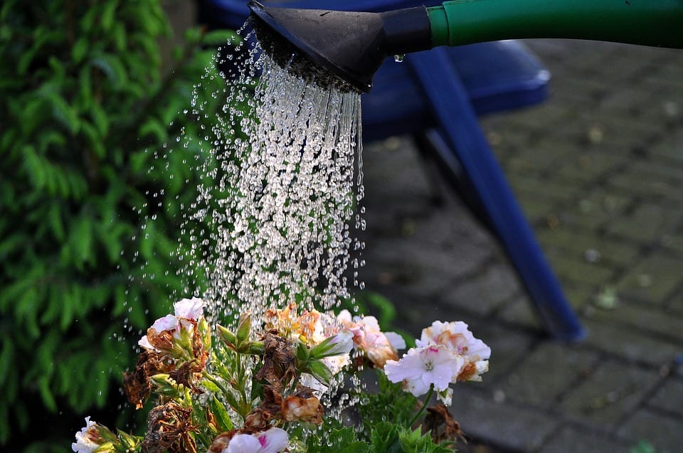 Errores de jardinería que arruinan tus plantas y cómo evitarlos