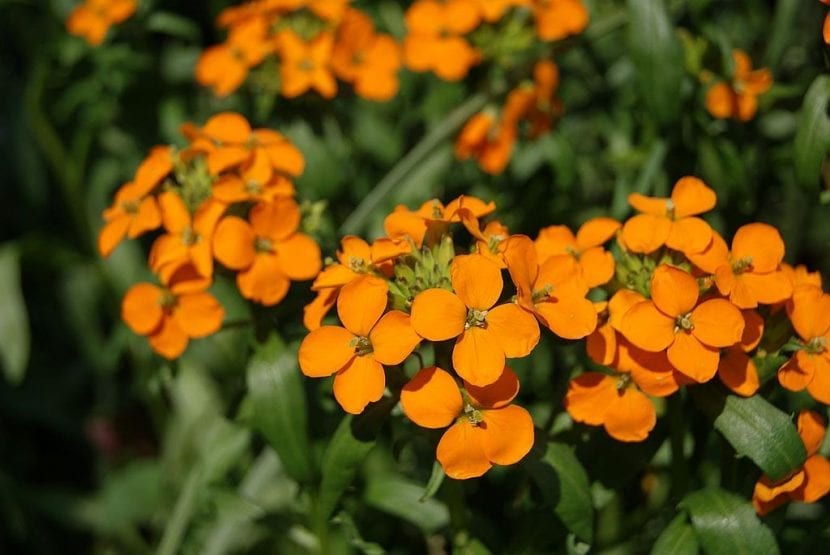 Erysimum allionii con flores anaranjadas
