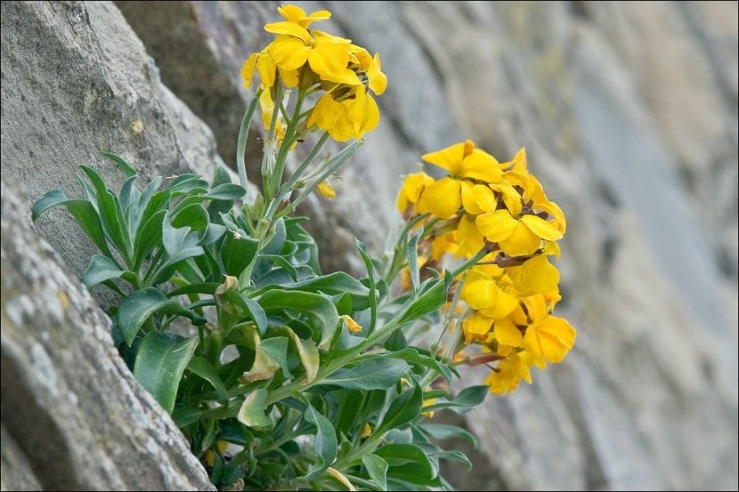 Flores de Erysimum cheiri en primavera