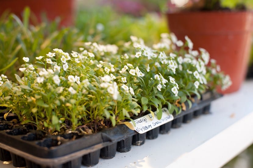 Estudiar jardinería y paisajismo en España: titulaciones