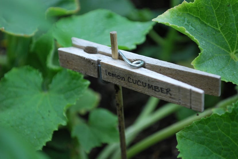 Pinzas de madera usadas como etiquetas para plantas