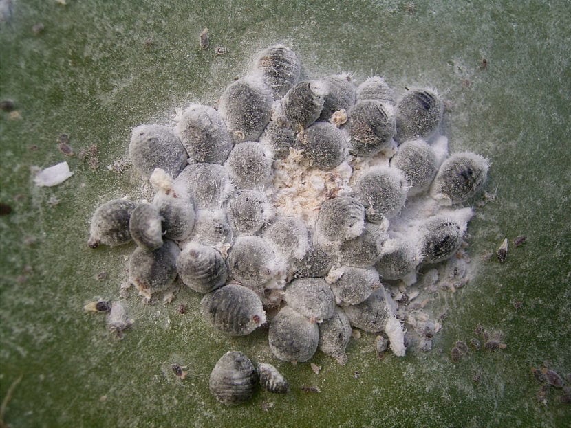 Cochinilla instalada en una planta