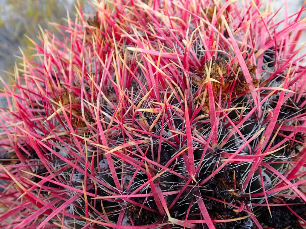 Cómo prevenir plagas en las plantas del jardín
