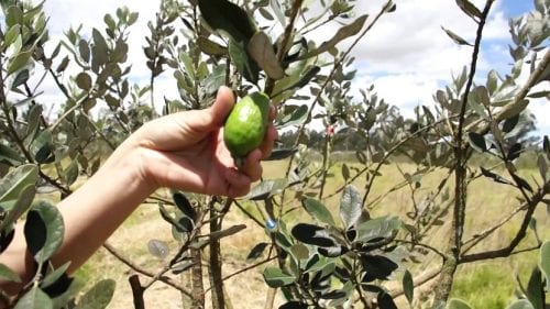 Ejemplar de feijoa (Acca sellowiana) en cultivo