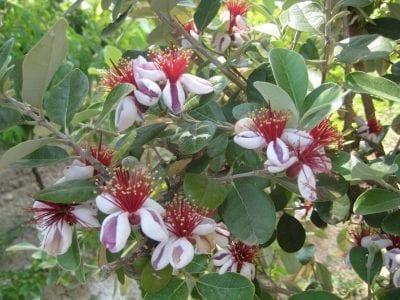 Flores de feijoa con pétalos blancos y estambres rojos