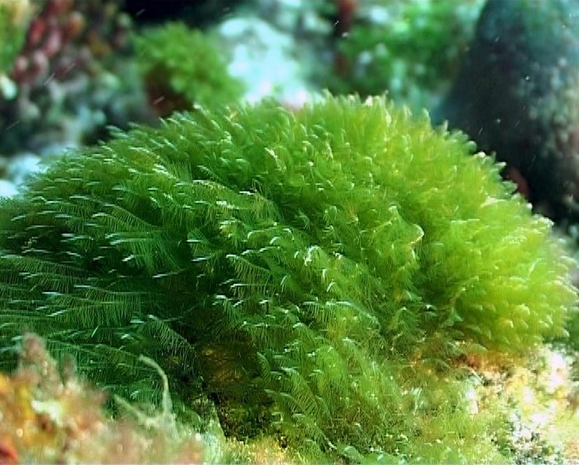 Algas pardas recogidas en la orilla, materia prima de los extractos de alga