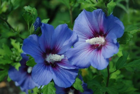 Flores azules y púrpuras: especies, suelo y combinaciones