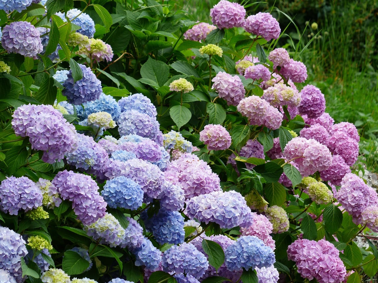 Flores para personas alérgicas: qué plantar y qué evitar