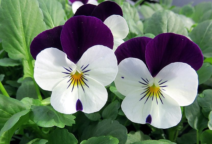 Flores de pensamiento en distintos colores