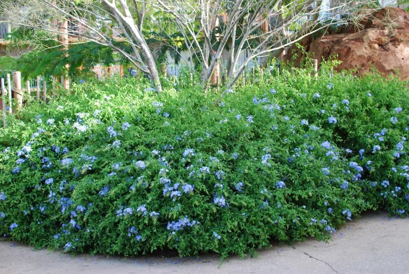 Seto de plumbago en un jardín