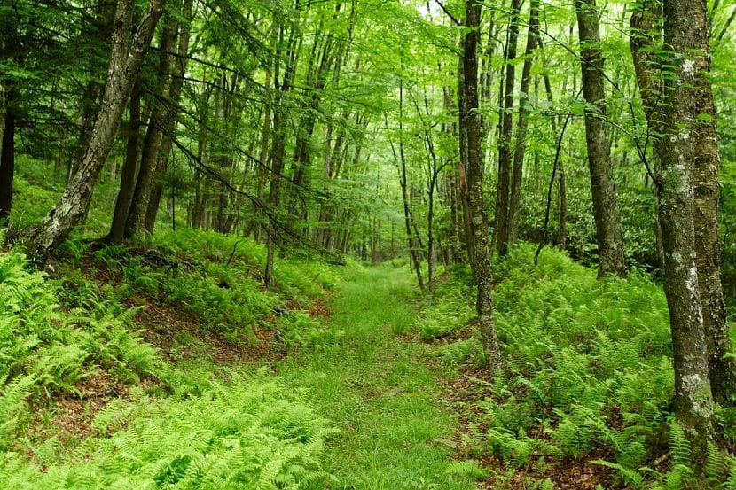 Bosque de árboles altos con luz filtrándose entre las copas