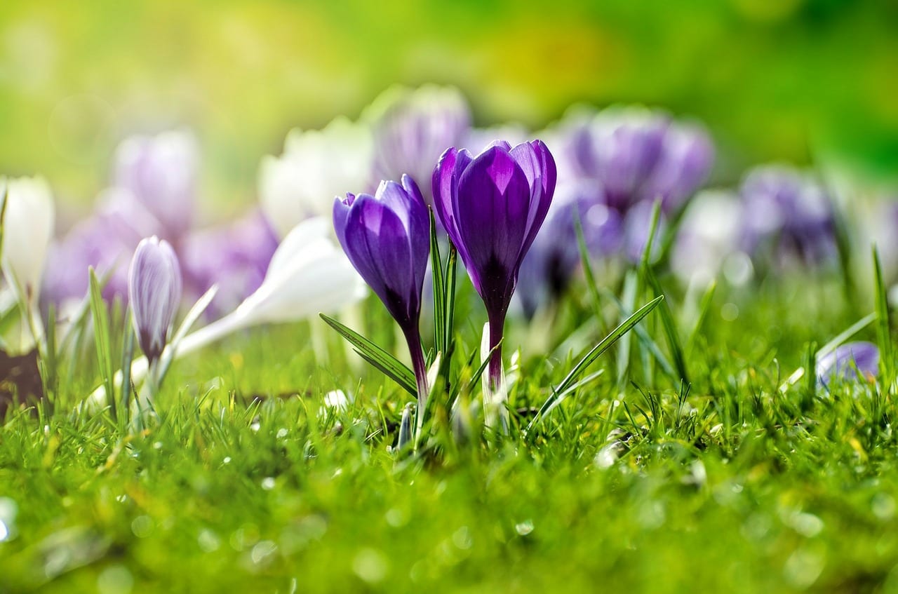 Frases de naturaleza reales, apócrifas y su significado
