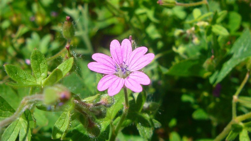 Flor rosa del Geranium molle con los pétalos escotados