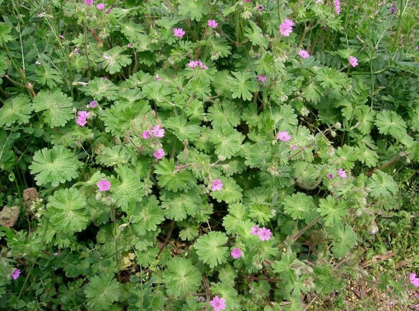 Planta de Geranium molle con sus hojas redondeadas y lobuladas