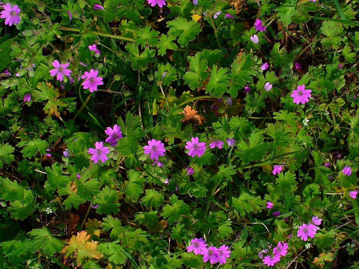 Geranium molle: identificación, hábitat y cultivo