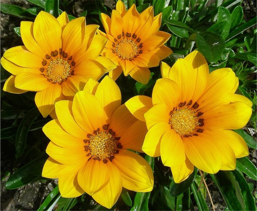 Flor de gazania, un capítulo formado por flores liguladas en el borde y tubulosas en el centro