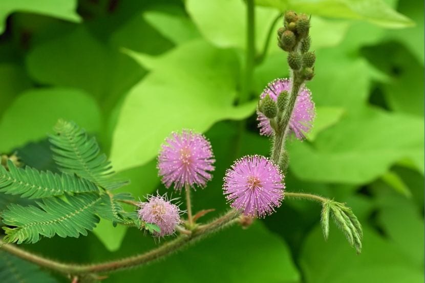 Glosario de botánica para jardineros principiantes