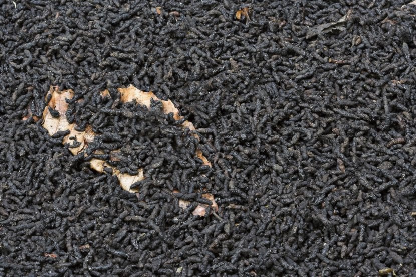 Guano de murciélago en polvo listo para aplicar al sustrato