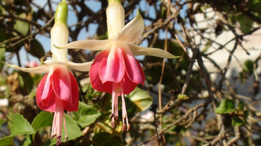 Flor de fucsia con los estambres y el estigma bien expuestos