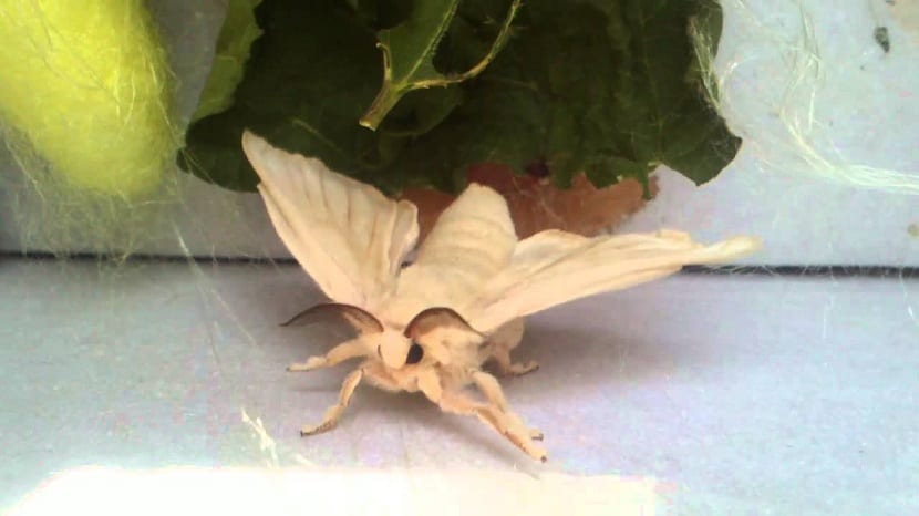 Polilla adulta de Bombyx mori recién emergida del capullo