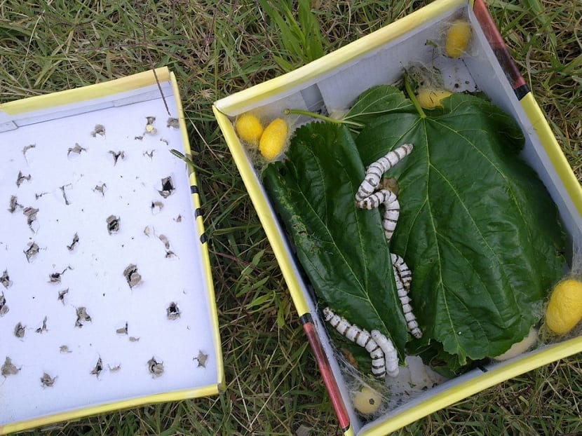 Gusanos de seda: cría completa de huevo a mariposa