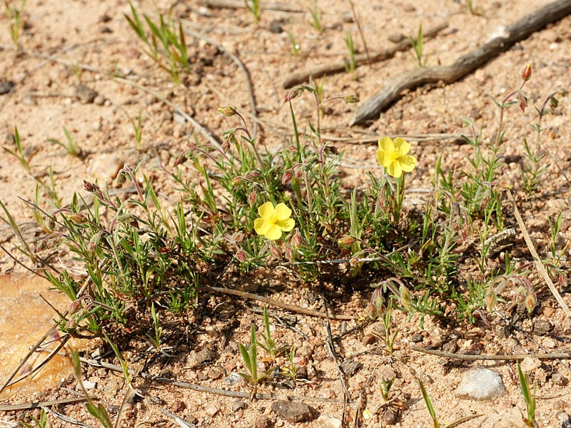 Mata de Helianthemum syriacum creciendo en suelo pedregoso