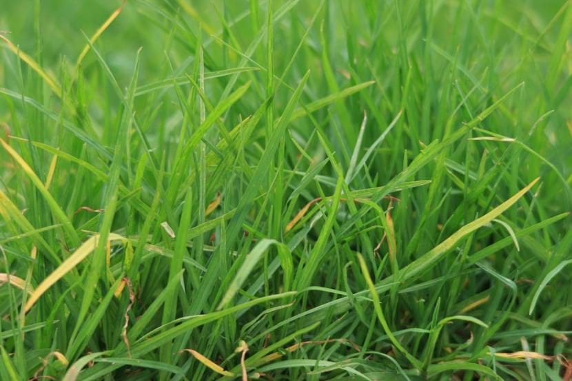 Malas hierbas creciendo entre el césped de un jardín