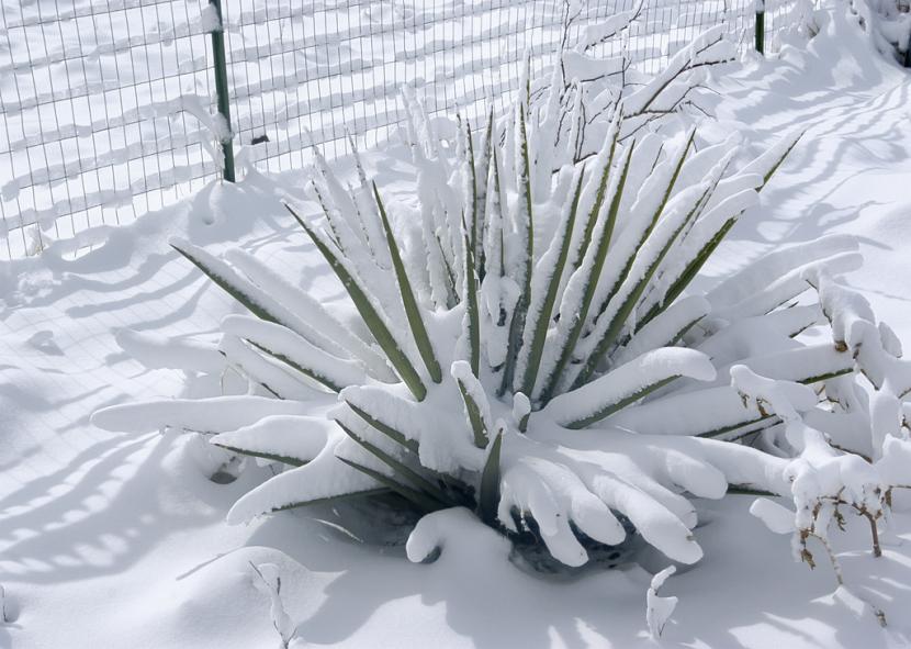 Yucca cubierta de nieve en el jardín durante el invierno