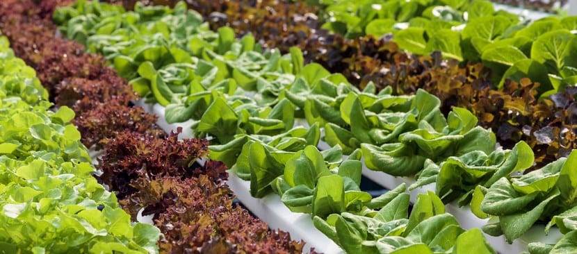 Instalación de cultivo hidropónico con canales y plantas en crecimiento
